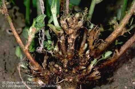 نماتد ساقه یونجه یا نماتد ساقه و پیاز  (Bulb and stem )